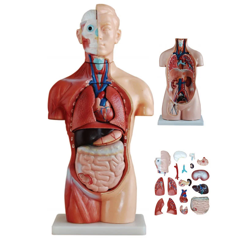 Modelo de Educación Escolar Unisex Human Torso 40 Parts Human Anatomical Modelo