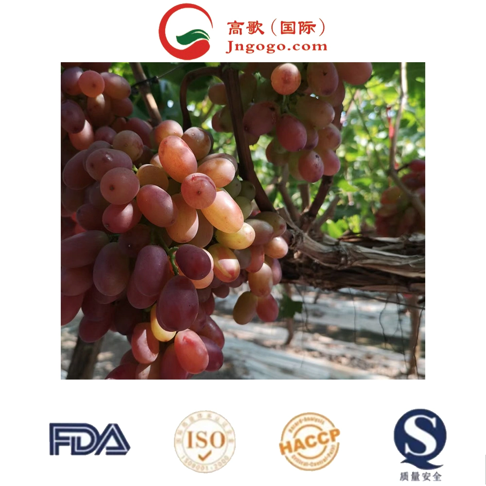 Hot Sale Sweet Fresh Grapes Wholesale/Supplier Fresh Seasonal Summer Black Sand Giant Peak Seedless Grapes for Sale