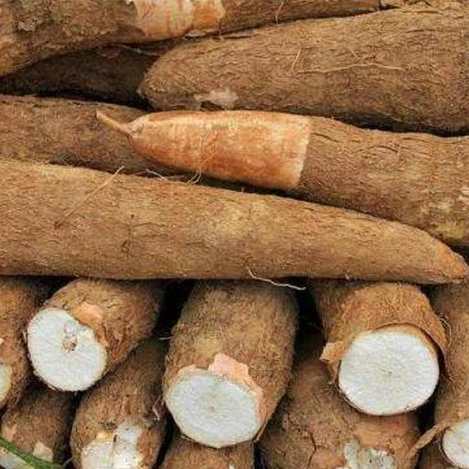 Custom High Quality Best Selling 40% Isoflavones Cassava Extract