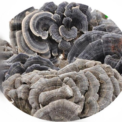 Dried Turkey Tail Mushroom, Trametes Versicolor, Coriolus Versicolor, Polyporus Versicolor Supplier