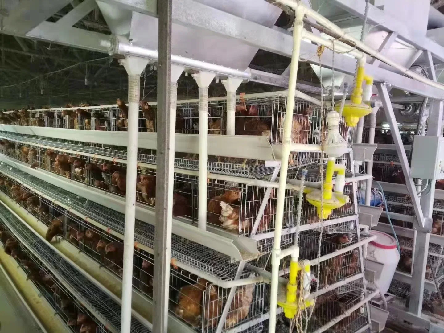 Una granja de aves de corral Tipo Galvanized capa de huevo poniendo la batería de pollo Sistema de jaula de la batería de la jaula de pollo de la capa de pollo de la batería de la jaula de aves Compartimento de la batería