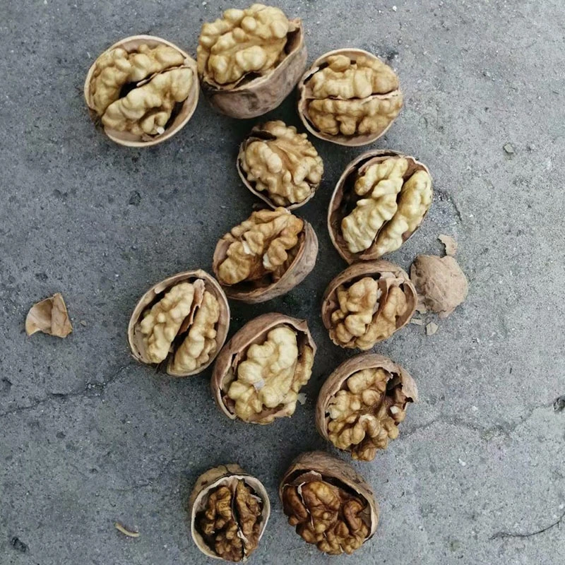 Chinese Manufacture of Walnuts Inshell From Xinjiang Best Price