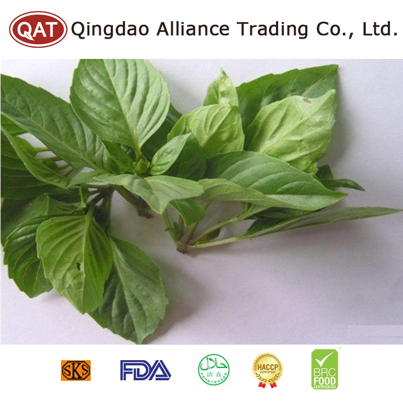 High quality/High cost performance  IQF Vegetables Frozen Green Basil with Wholesale/Supplier Price for Exporting