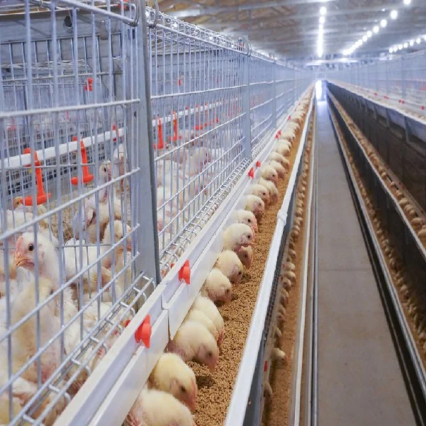 prix d'usine galvanisé automatique du matériel agricole Bétail Volaille Poulet de la batterie d'oiseaux des cages pour se nourrir de boire pour le poulet