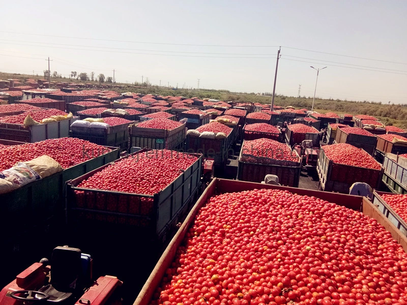 Tambour prix d'usine 28-30 % 220L La pâte de tomate Ketchup