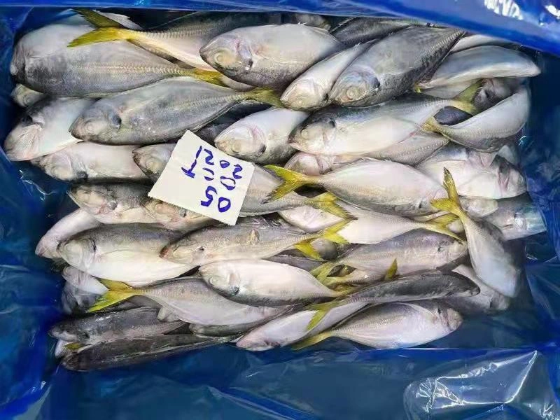 Самый дешевый из свежих морепродуктов замороженные желтые задние Йемена Yellowtail Scad рыбных продуктов питания