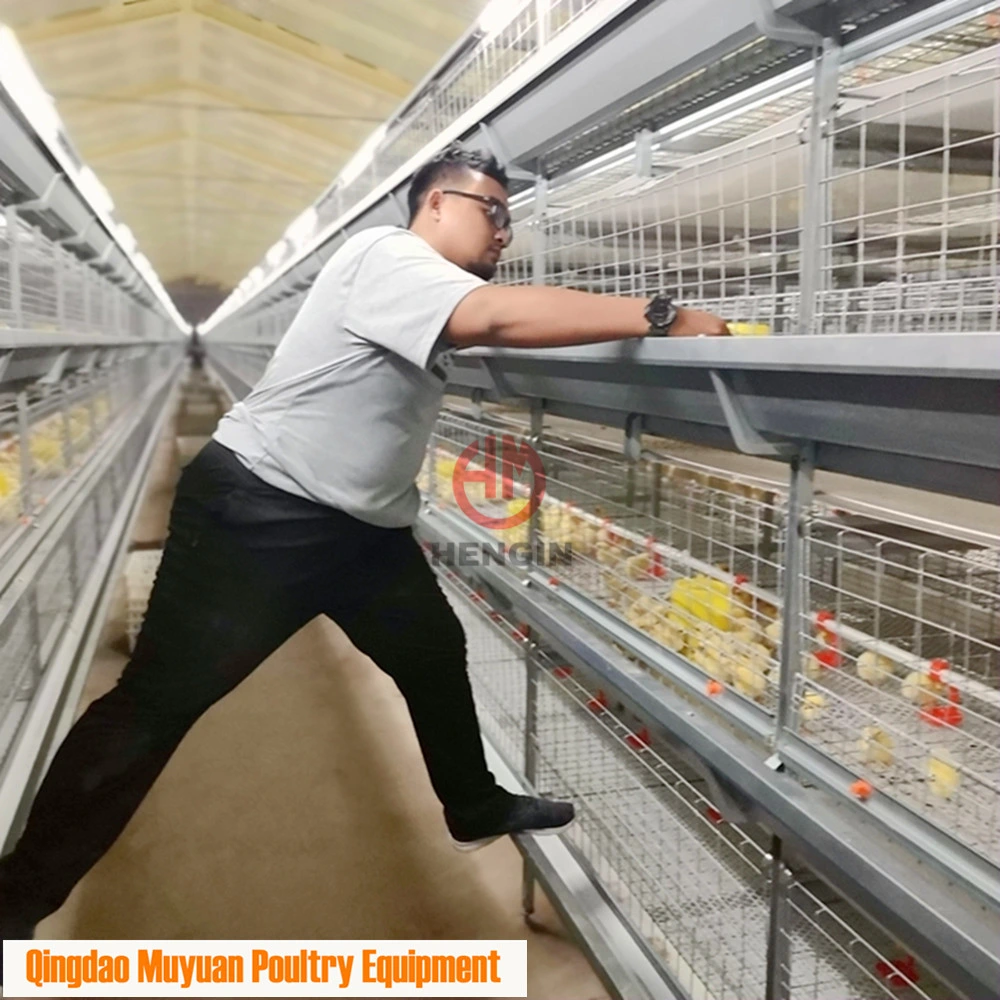 Cage d'alimentation automatique à 4 niveaux en acier galvanisé pour volaille, élevage de poulets à viande, équipement d'élevage de poulets à viande pour ferme.