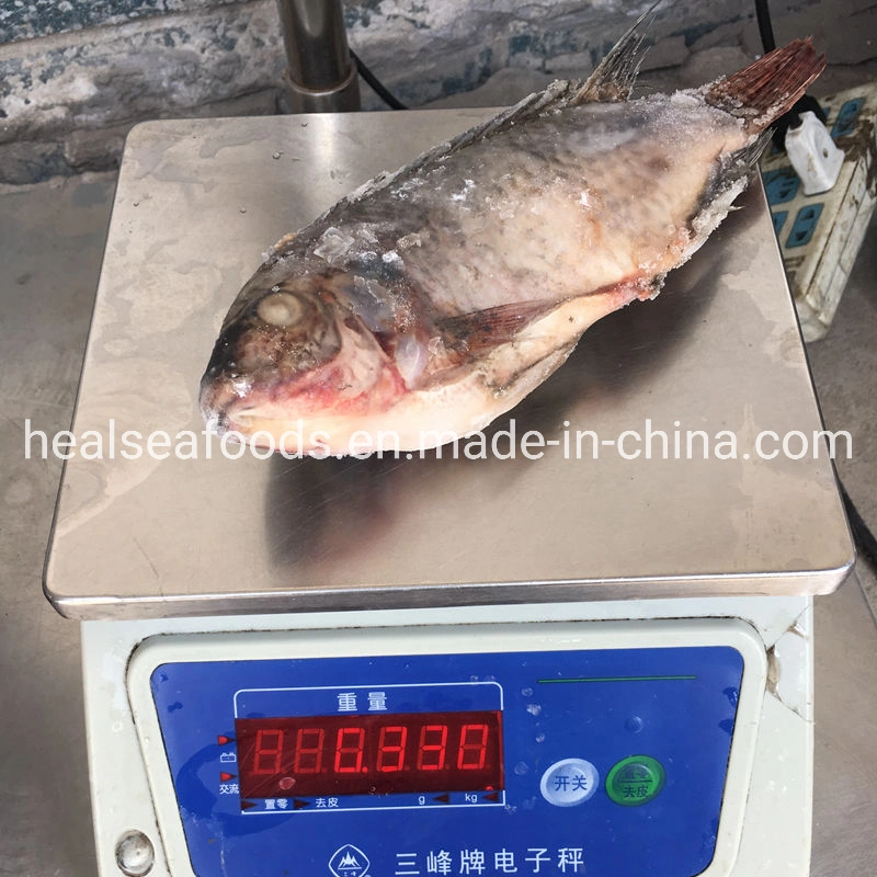 Tamaño de la escala eviscerado 300-500g negro IQF congelado tilapia en China