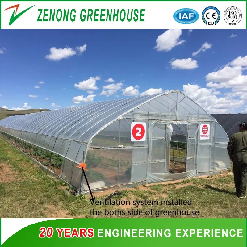 China Good Quality Po Film Single-Tunnel Greenhouse for Carrot/Mushroom/Tulip