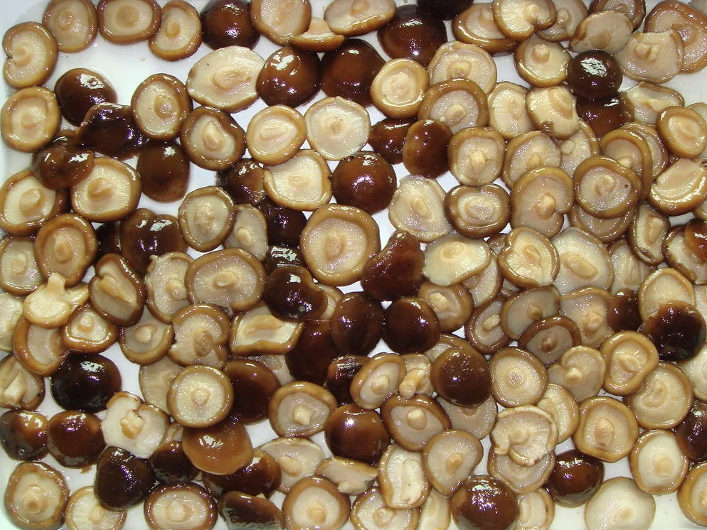 Canned Shiitake Mushroom From China