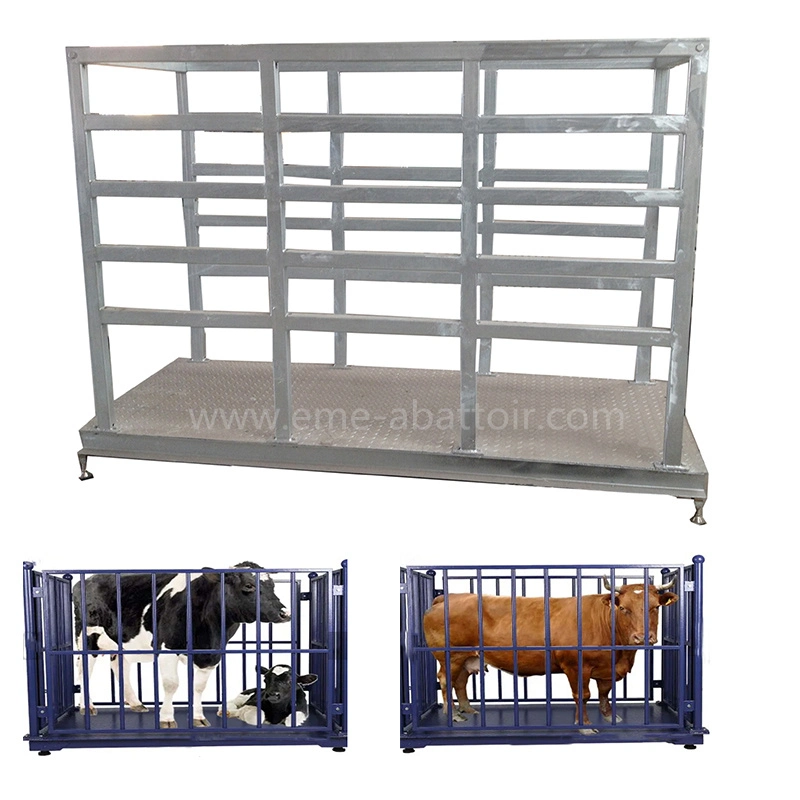 Living Cattle Livestock Scales Cow Weighing Machine Abattoir Equipment for Slaughter Processing