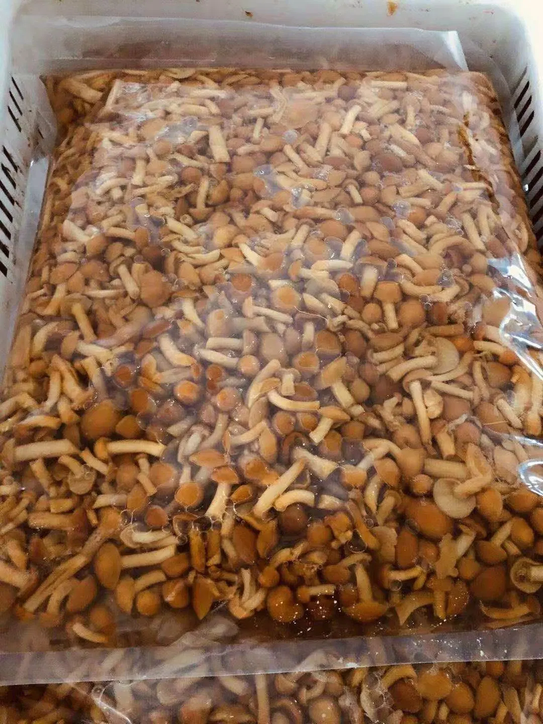 Nameko Mushroom in Brine Packed in Plastic Bag 15kg