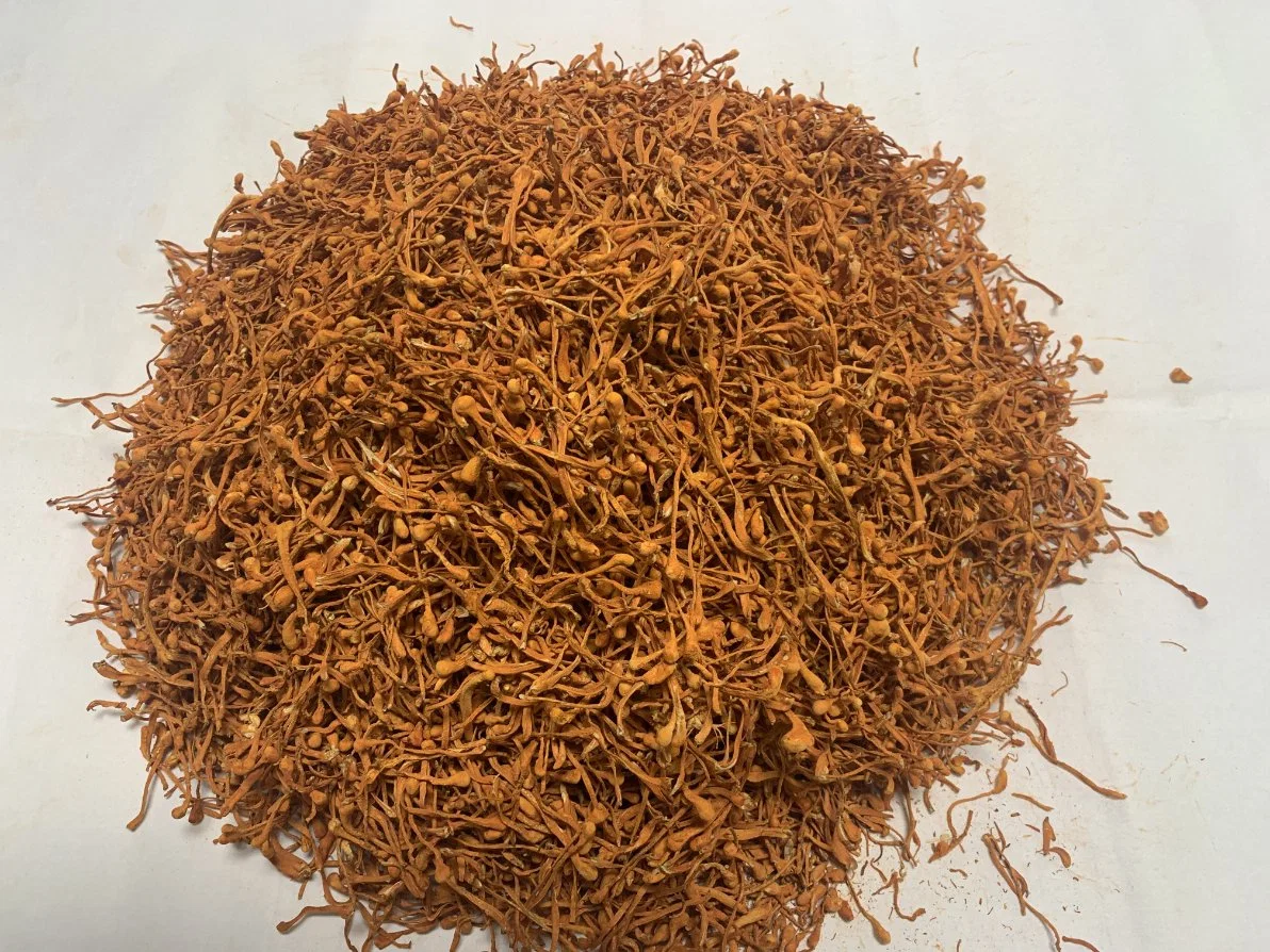 It Can Provide The Spore Head Freeze-Dried Cordyceps Sinensis in Pharmaceutical Grade