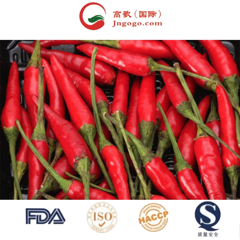 Hot Sale Customized Bulk Chaotian Spicy Chili Sun Dry Red Chilli Buyers