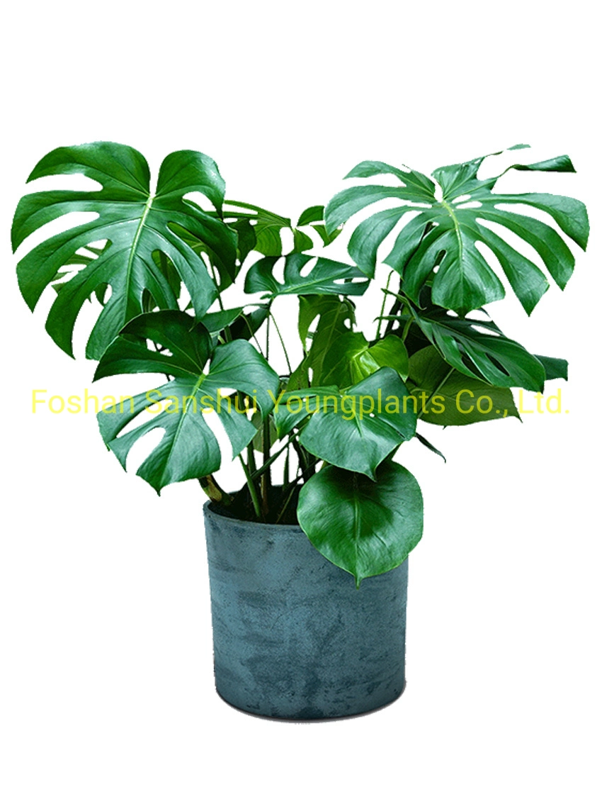 Monstera plateau de la culture de tissus naturels naturel naturel de jeunes vivent Bonsai plantes intérieures Commerce de gros