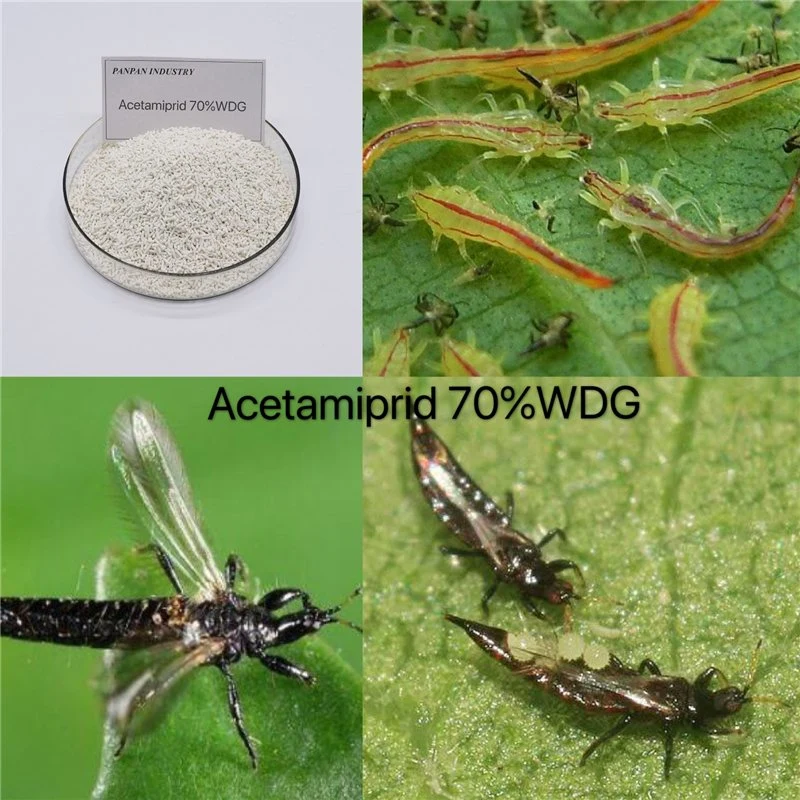 Planthopper Inseticida Killer Acetamipride 70%Wdg