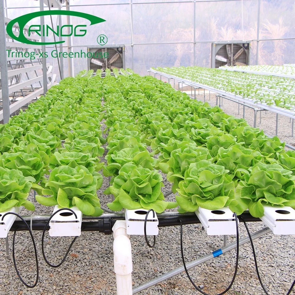 Cultivation Hydroponics System Plastic Film Cover Multi-Span Greenhouse for Flowers and Vegetables