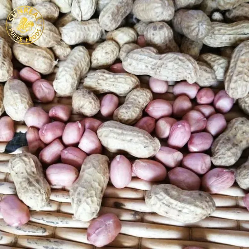 China Raw Peanut in Shell Hsuji Type/Plump Seeds/Quality Assurance