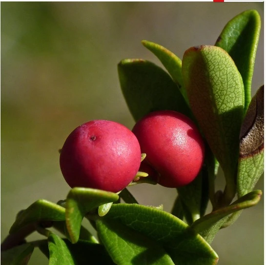 100% Natural Bearberry Leaf Extract Beta-Arbutin