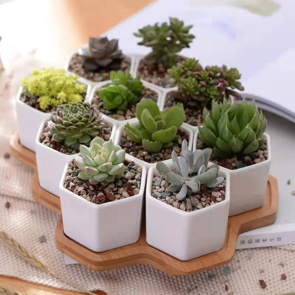 10 PCS Ceramic Small Hexagon Succulent Pot with Bamboo Tray Mini Assorted Wyz21946