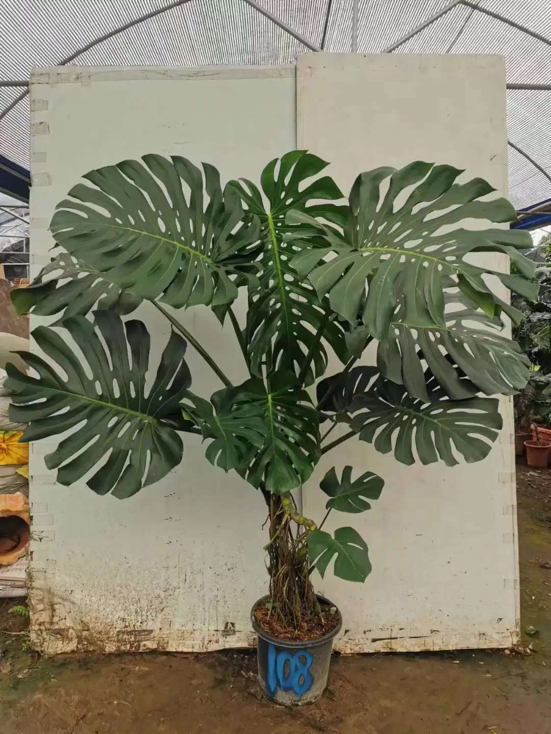 Vente à l'hôtel plantes réelles Monstera deliciosa Bonsai