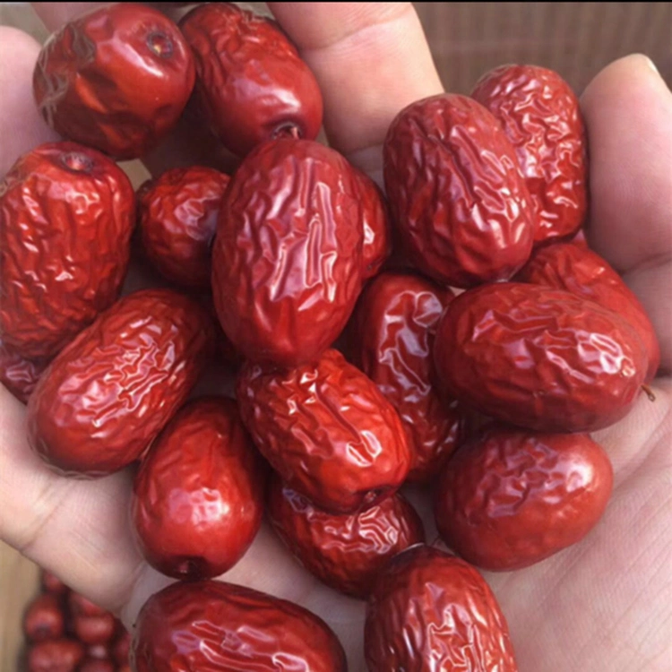 Frutos de jujujube secos Super Sweet da Gansu Dunhuang Export