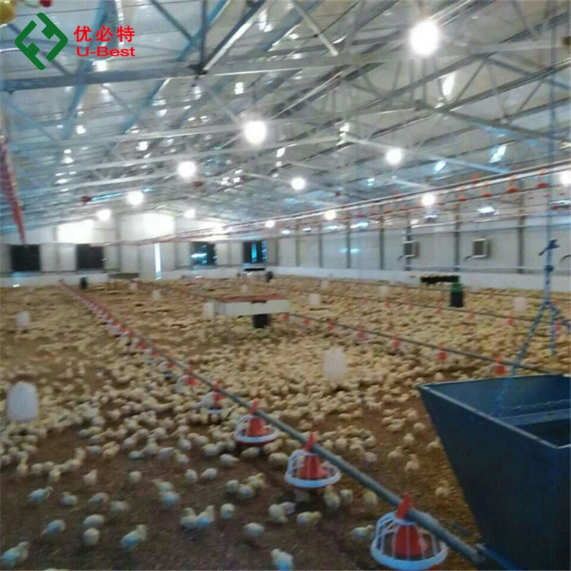 CE-Zulassung Vollautomat Maschine / Ausrüstung Geflügelzucht / Farm für Huhn / Broiler / Züchter