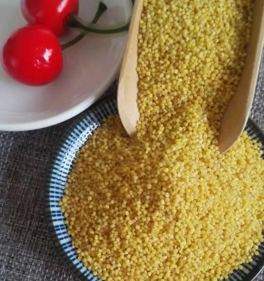 Organic Millet Is Directly Sold as Stomach Food Under The Best Environment in China