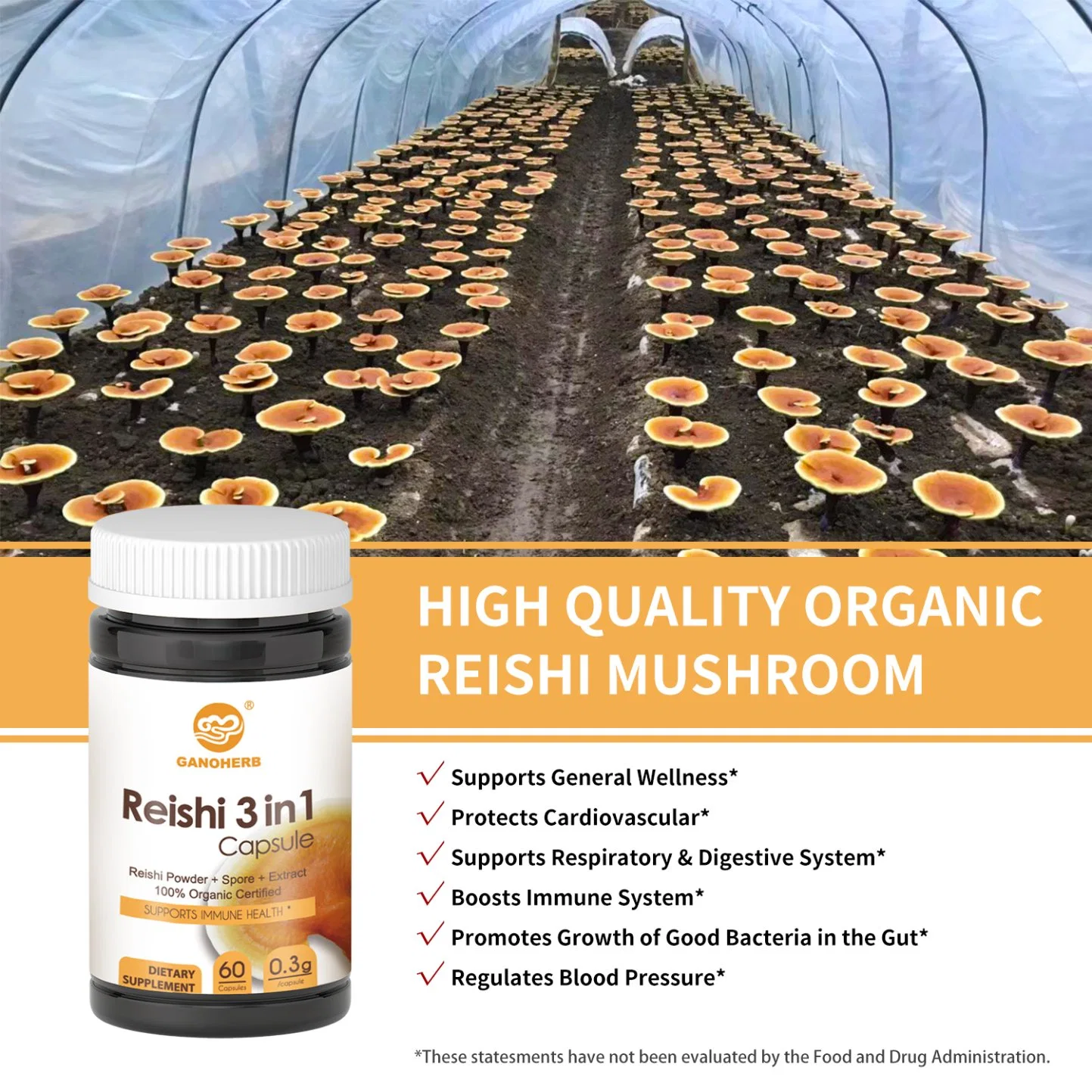 Las cápsulas de seta Reishi OEM no OMG Libre de Gluten Extracto de hongos Reishi