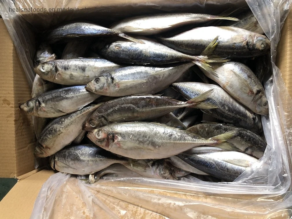 Block Shape Frozen Horse Mackerel W/R Frozen Fish Horse Mackerel for Selling