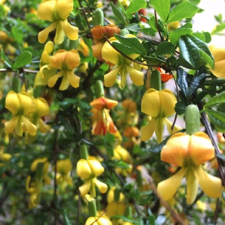 E. K Kräuter Versorgung natürliche Gorse/Genista Wurzel Extrakt Pulver Genistein 98% 99% CAS 446-72-0 Sophora Fruchtextrakt