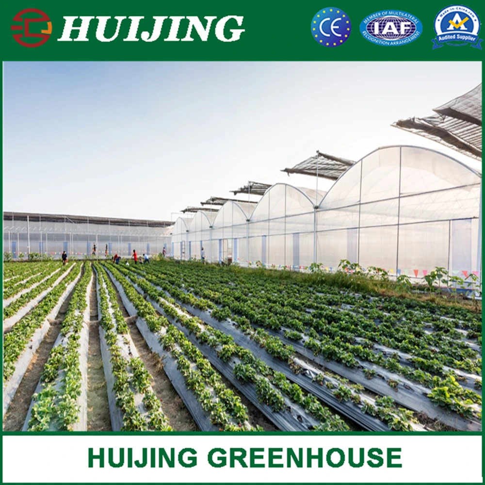 Professional Multi-Span Tunnel Film Plastic Agricultural Greenhouse for Strawberry Hydroponics Growing