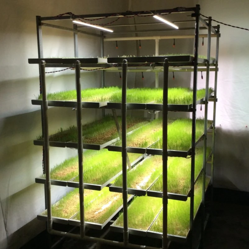 Das Gewächshaus der Smart Farm ist mit einem ausgestattet Vertikale Hydroponics Behälter für Mikrogemüse