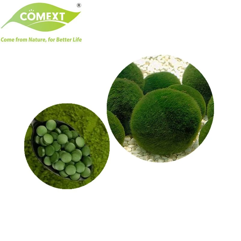 Comext Hot Selling Lower Blood Fat Nutritional Supplement Chlorella Vulgaris Powder Chlorella