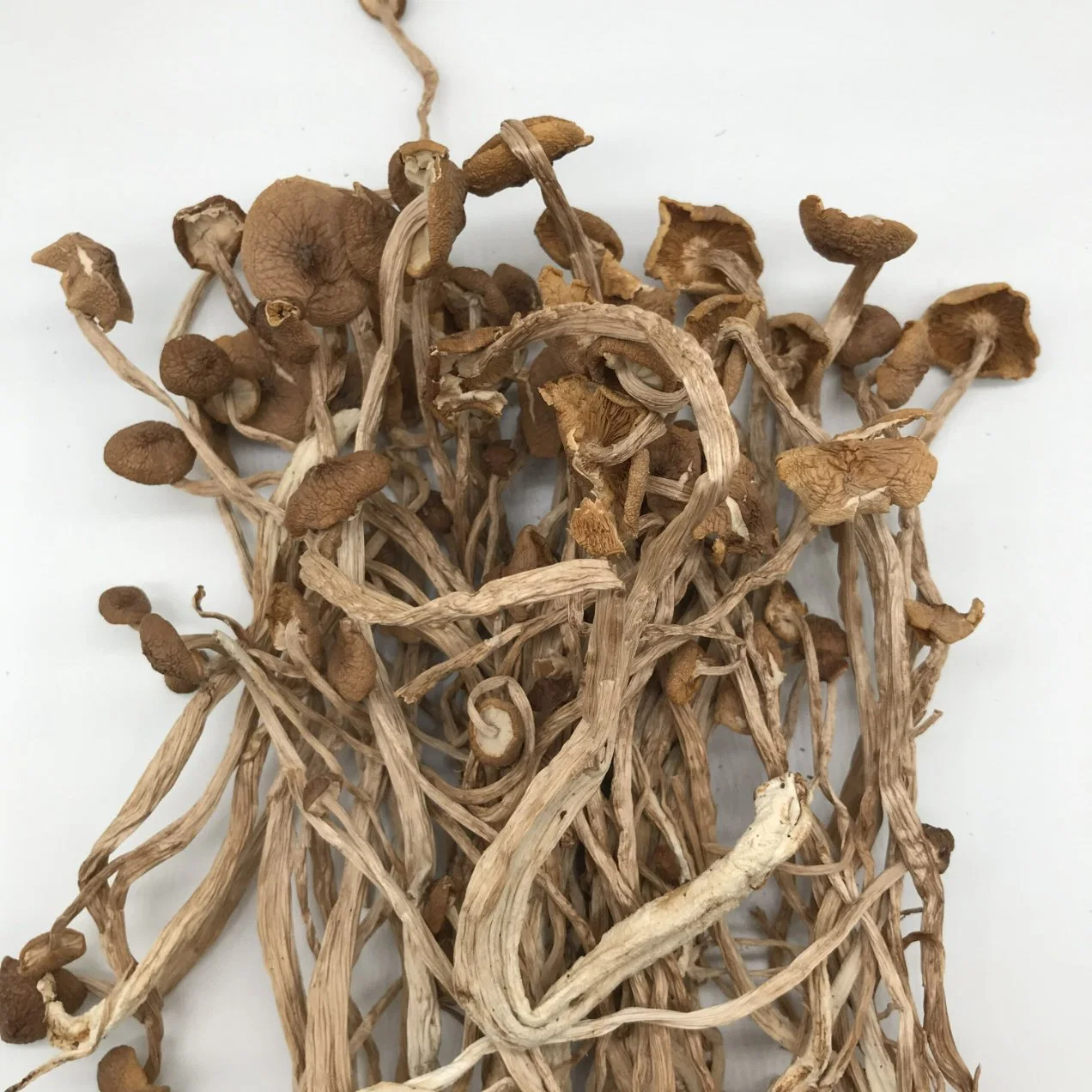 Wholesale/Supplier Dried Agrocybe Aegerita Cylindracea Tea Tree Mushroom in Bulk