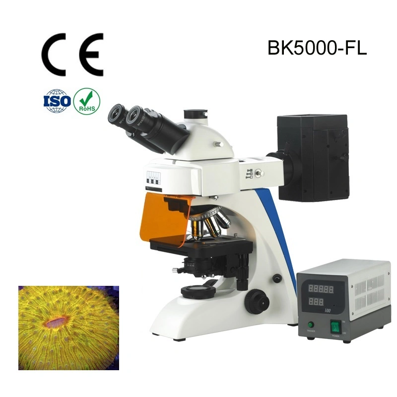 Alltion Microscope Multi-Viewing Educational Teaching Fluorscent Microscope for Low Price