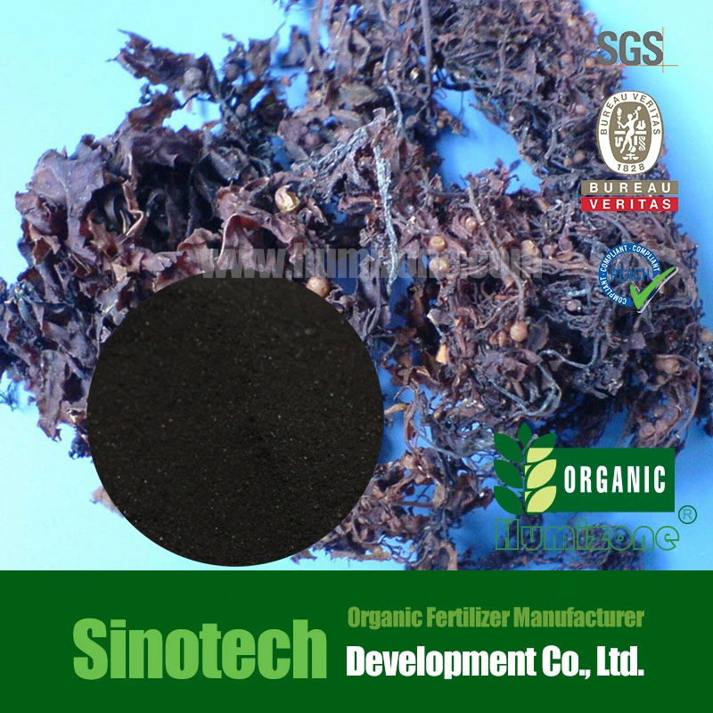 Ocranstar Seaweed Extract Powder Fertilizer