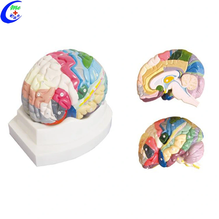 Teaching Human Plastic Brain 3D Medical Model Medical Training Anatomy Model