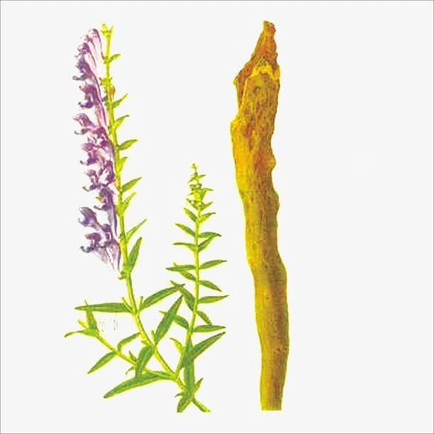 GMP Standard Manufacturer Huang Qin Traditional Chinese Herb Medicine Scutellaria Baicalensis