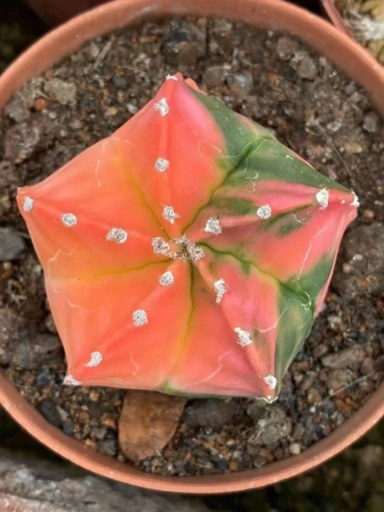 Cactus Astrophytum Myriostigma Variegated Rooted