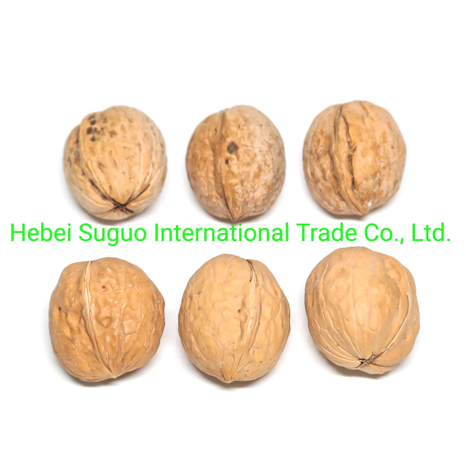 Chinese 185 33 Xiner Xinfeng Walnut and Walnut Kernels