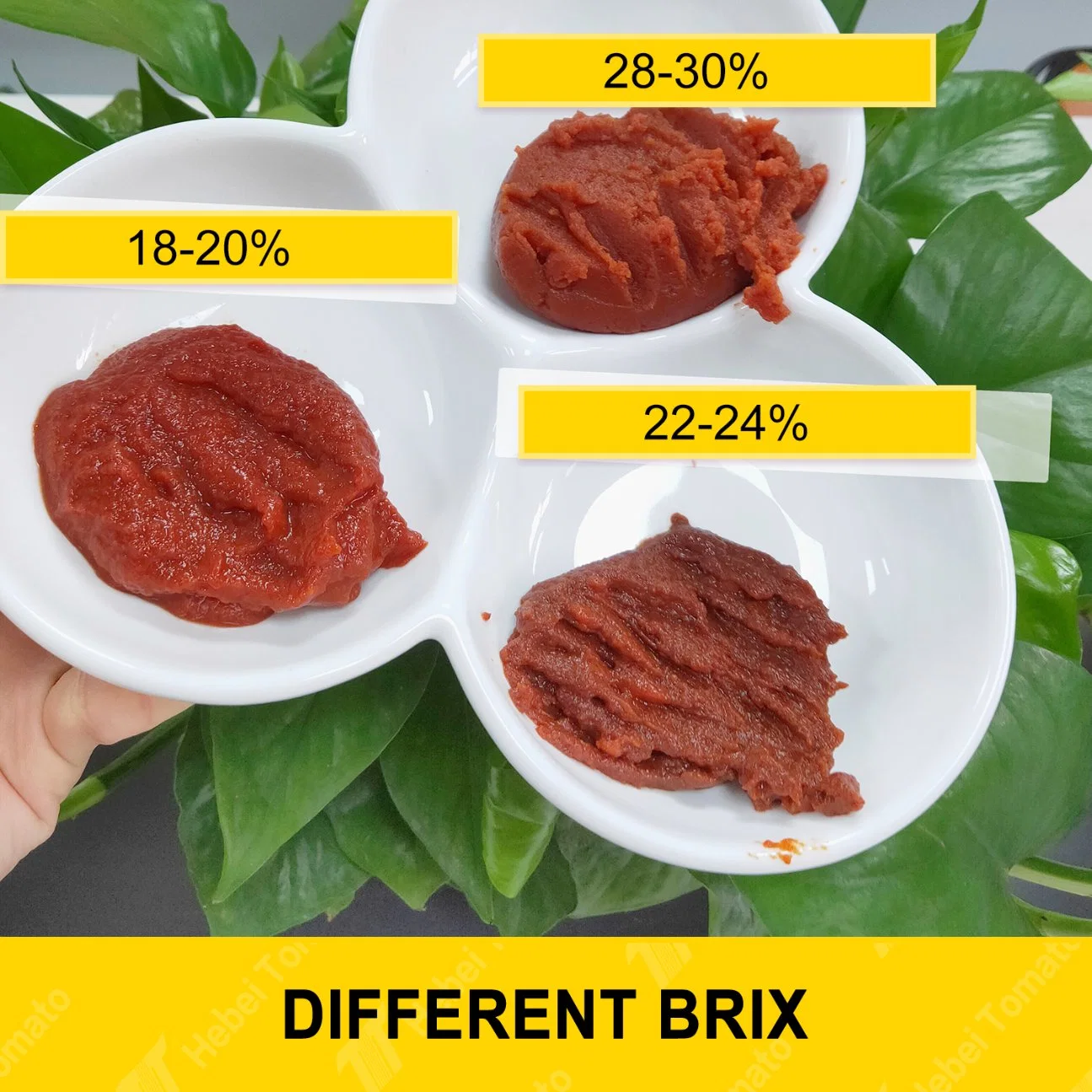 2023 Hot Sale Tomato Sauce Eo 28-30% Brix Canned Tomato Paste in 70g 210g 800g