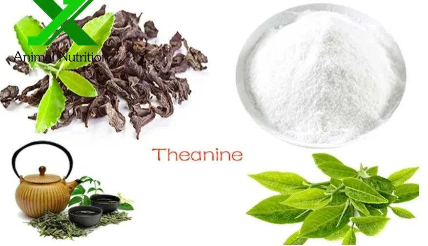 100% Natural Green Tea Leaves Extract 98% L-Theanine