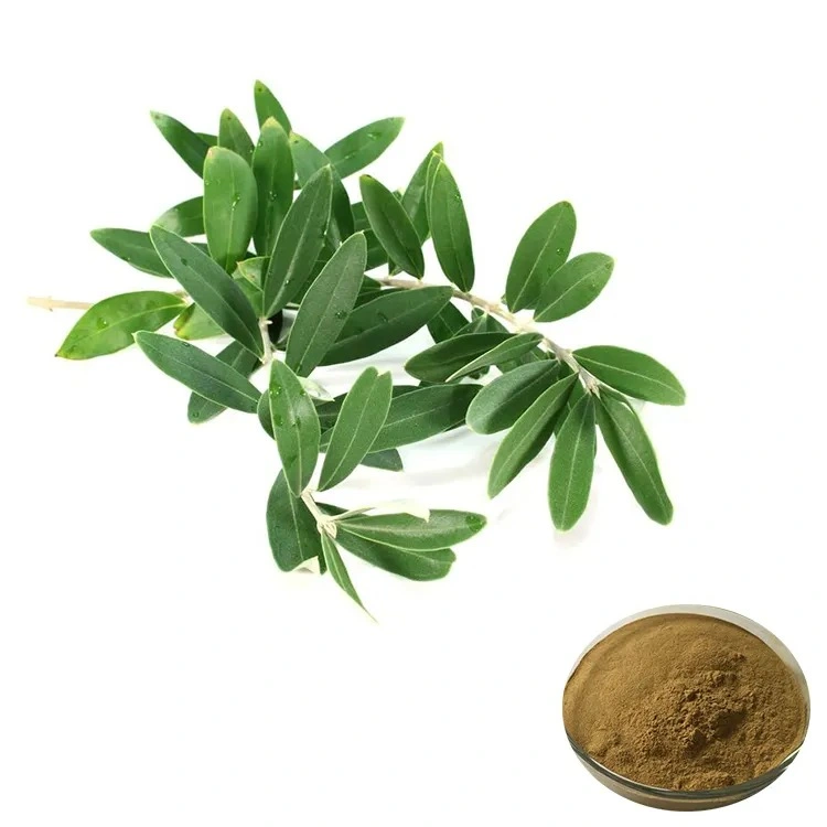 Top Sale Guaranteed Quality New Olive Leaf Extract Power 5% ~98% Oleuropein