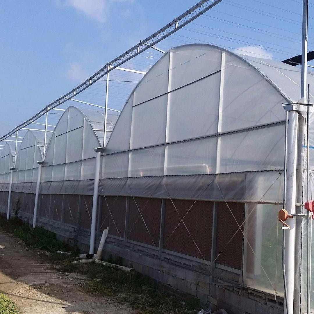 Modern Intelligent Automatic Control Multi Span Polycarbonate PC Sheet Greenhouse for Cucumber with Cooling System