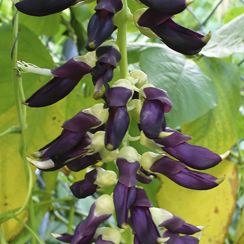 Extrato em pó de alta qualidade Natural L-Dopa 5% 15%-99% Mucuna Pruriens Extrato da planta levodopa