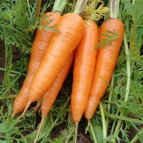 Nouvelle saison bonne qualité S M L Carrot frais