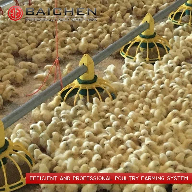 Poultry Farm Floor Raising Breeder Pan Feeding System