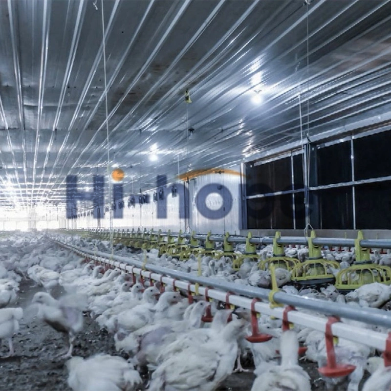 Moderne Farm Automatische Broiler Geflügel Huhn Ausrüstung mit Fütterung und Trinksystem