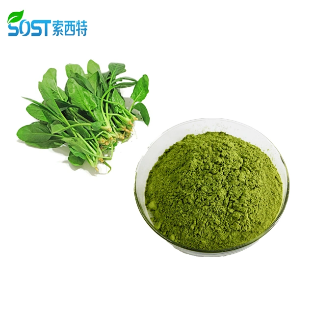 Fresh Vegetable Spinach Powder Bulk Organic Red Spinach Extract